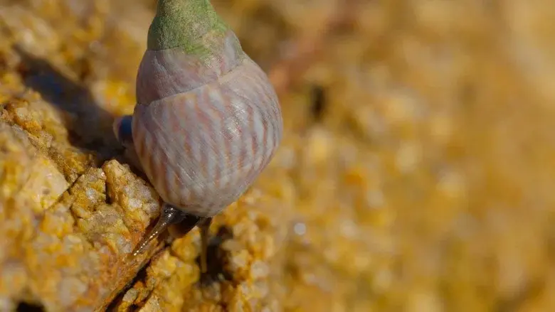 Shells: Shaped by Nature still 4