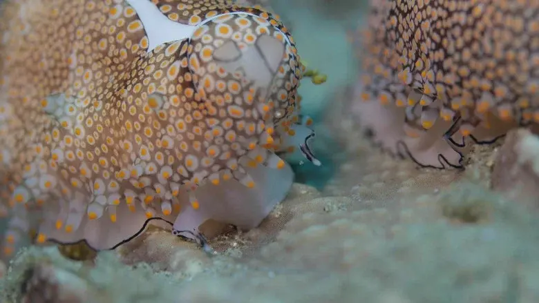 Shells: Shaped by Nature still 6