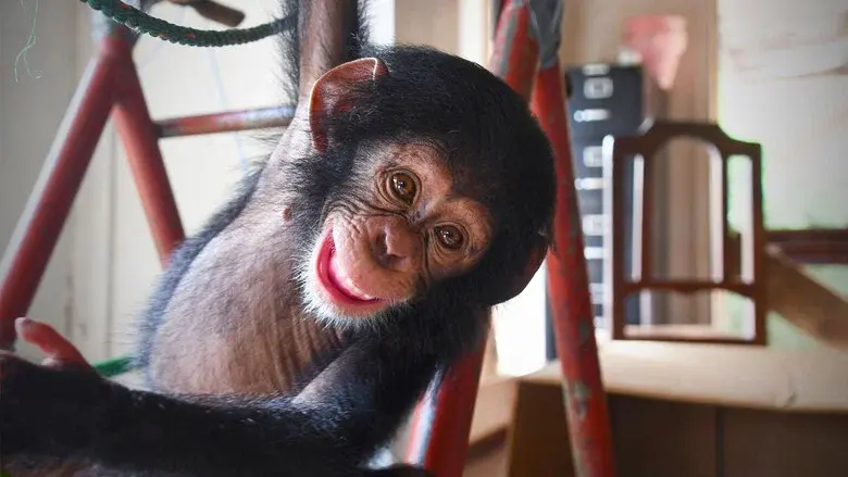 Baby Chimp Rescue still 1