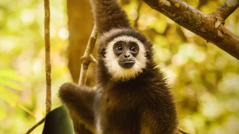 Primates still 4