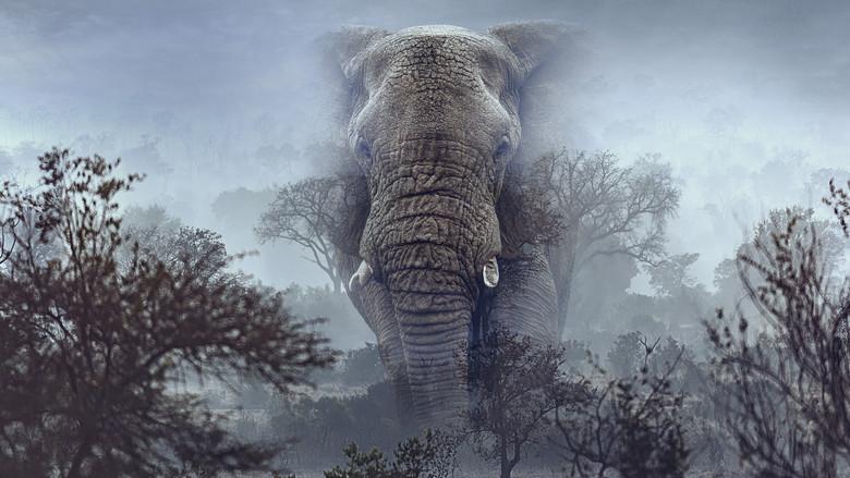 Ghost Elephants still 3