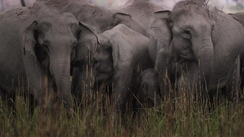 Secrets of Wild India still 5