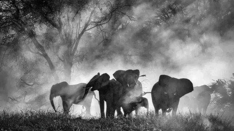 Ghost Elephants still 2