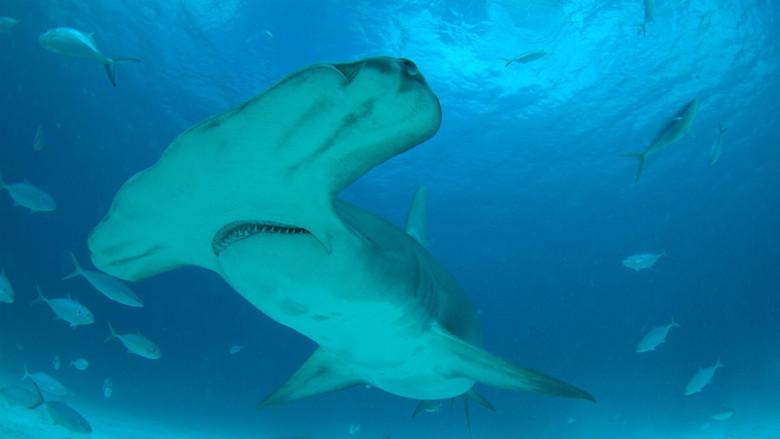 Mega Hammerhead: Ultimate Predator still 1