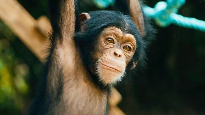 Baby Chimp Rescue still 4