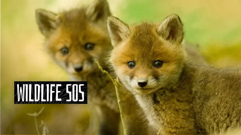 Wildlife SOS still 2