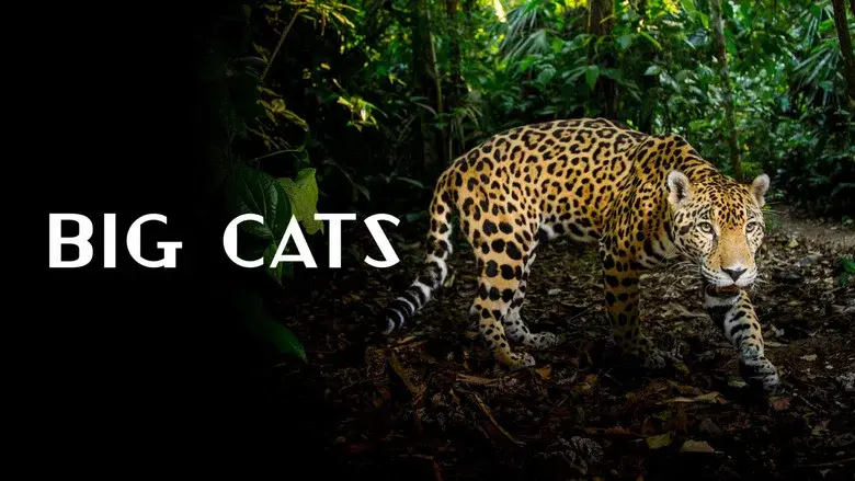Big Cats still 2