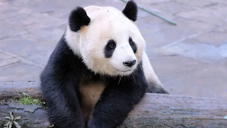 Wild About Pandas still 1
