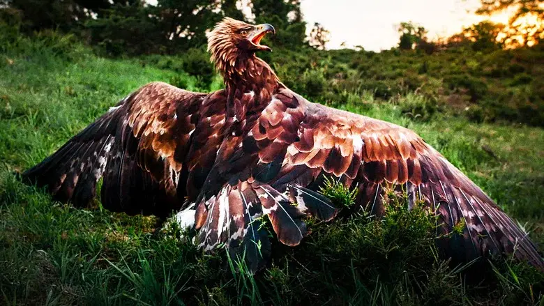 Wild and Wonderful Denmark still 3