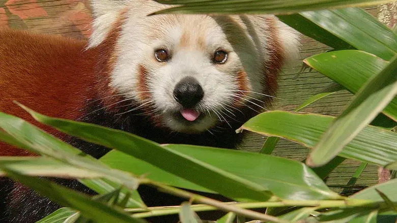 Animal Park still 5