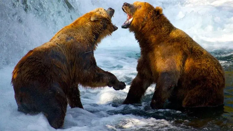 Wild Yellowstone still 3