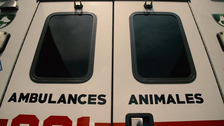 Ambulances animales still 2