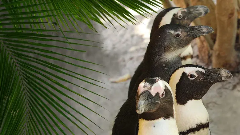 Secrets of the Zoo: Tampa still 4