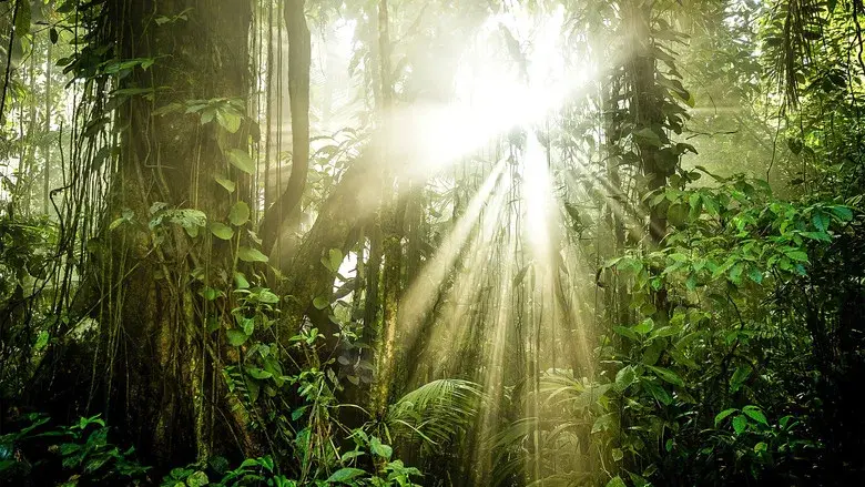 The Green Planet still 1