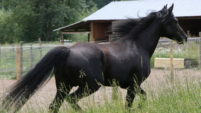 The Adventures of Black Beauty still 3