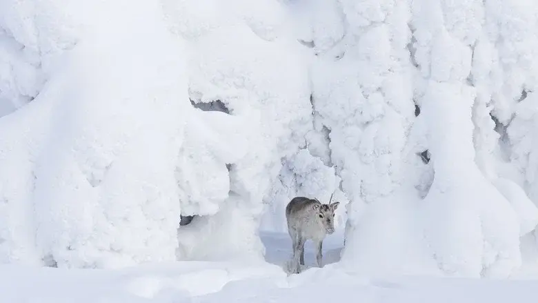 A Reindeer's Journey still 5