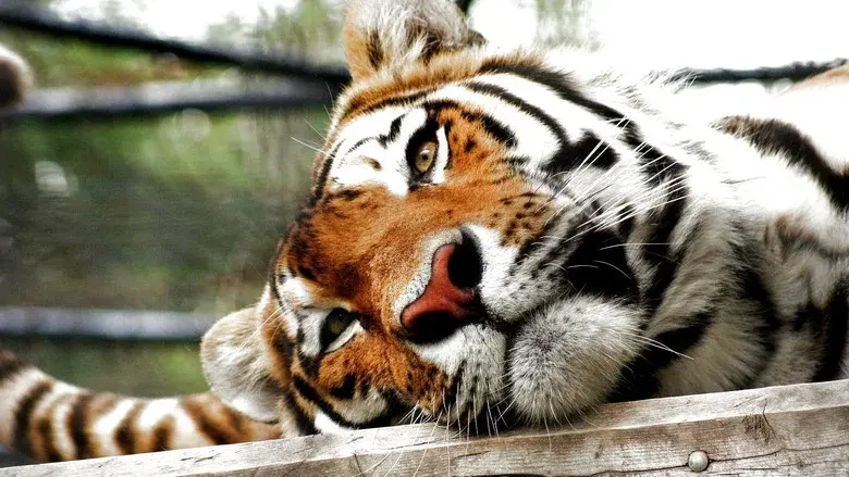 Lost Land of the Tiger still 2