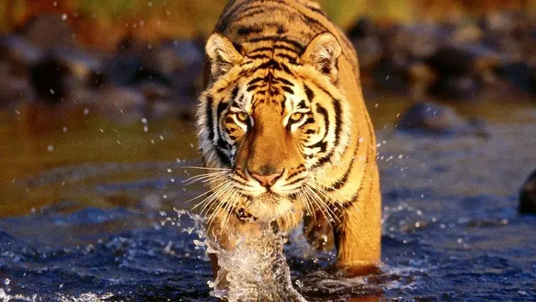Lost Land of the Tiger still 3