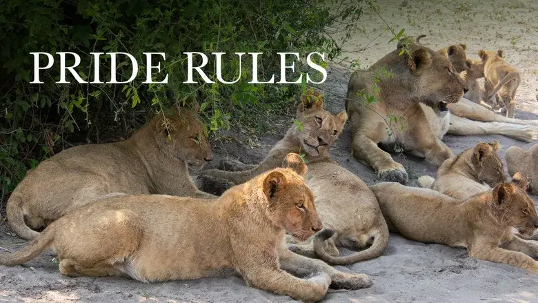 Pride Rules still 4