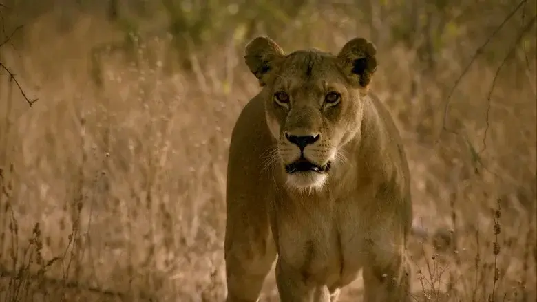 The Lions Rule still 3