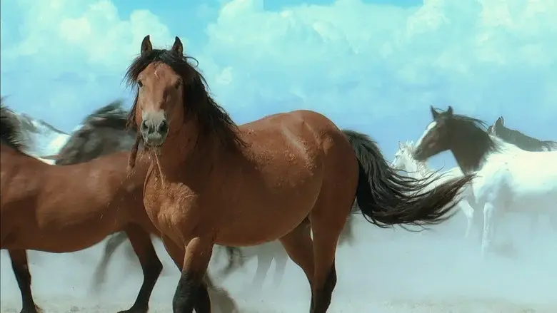 American Mustang still 2