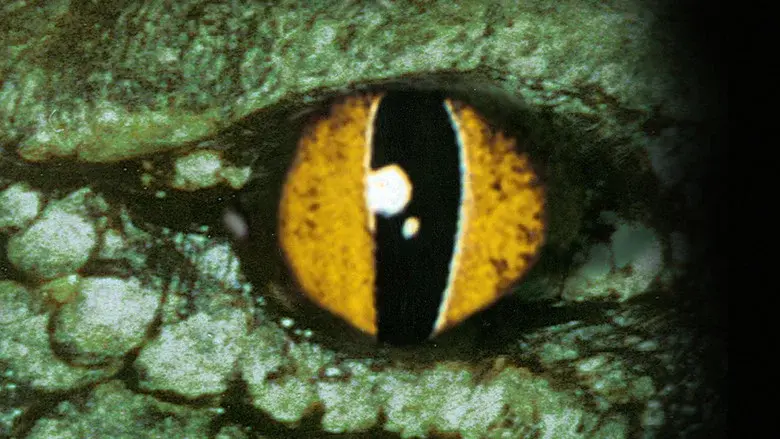 Crocodile still 5