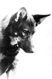 Rin-Tin-Tin