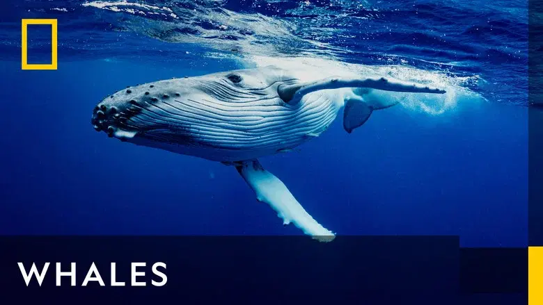 Whales still 1