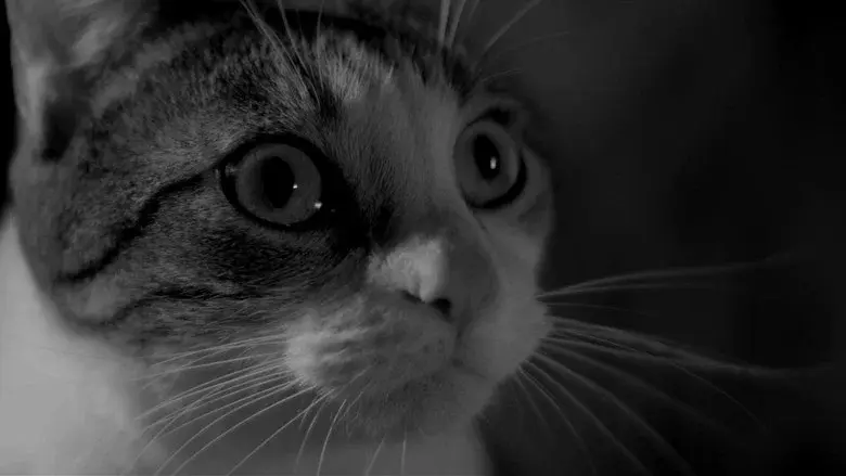 A Girl Walks Home Alone at Night still 5