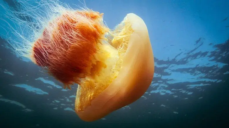 Big Pacific still 6