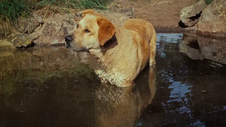 Old Yeller still 8