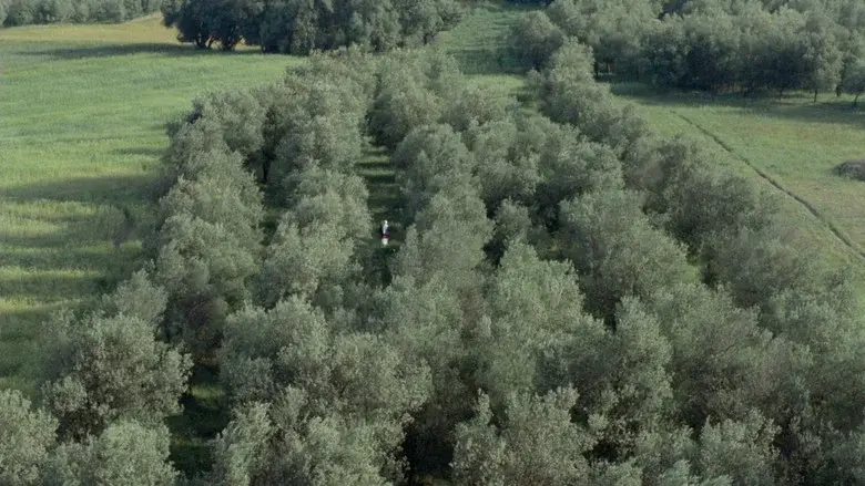 Through the Olive Trees still 2