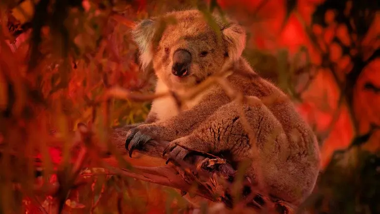 Bushfire Animal Rescue still 2