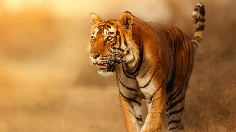 Wild Cats of India still 1