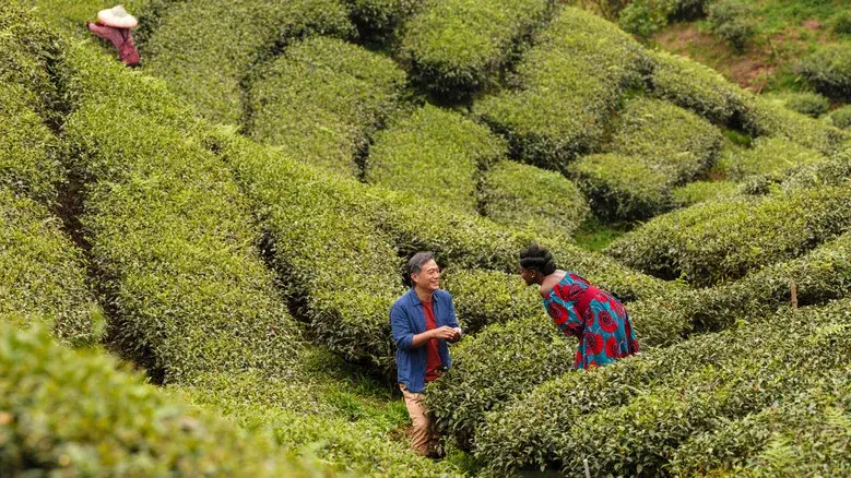 Black Tea still 8