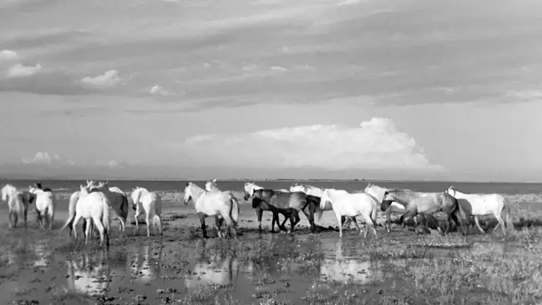 White Mane still 6
