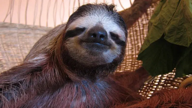 Meet the Sloths still 2
