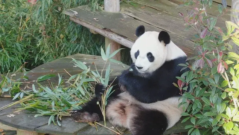 Real Life in the Zoo still 1