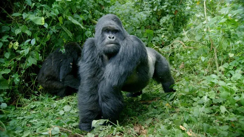 Primates still 2
