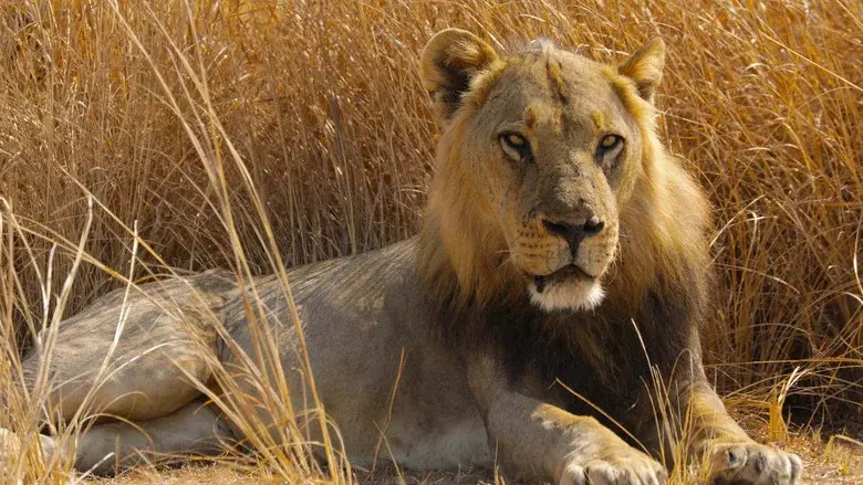 Big Cat Country still 2