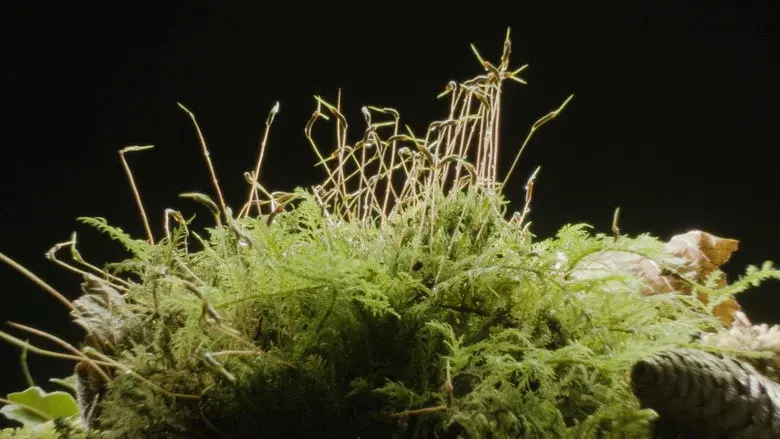 The Magical World of Moss still 4