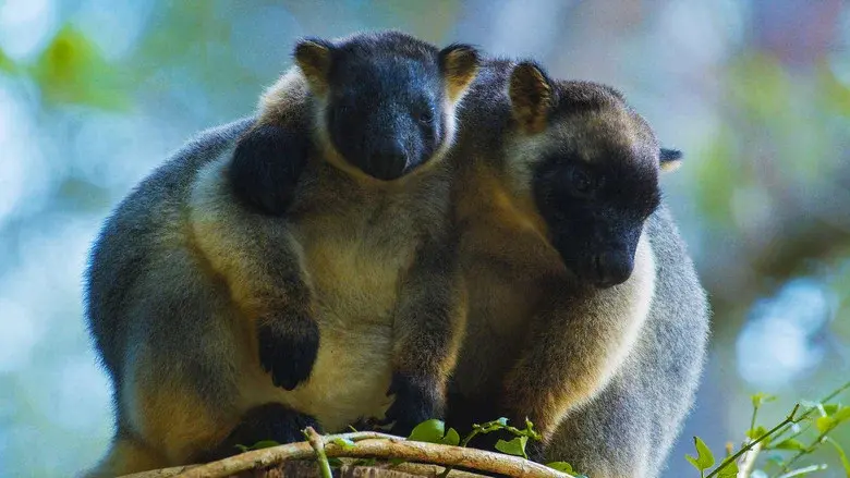 Tree Kangaroos: Ghosts of the Forest still 7
