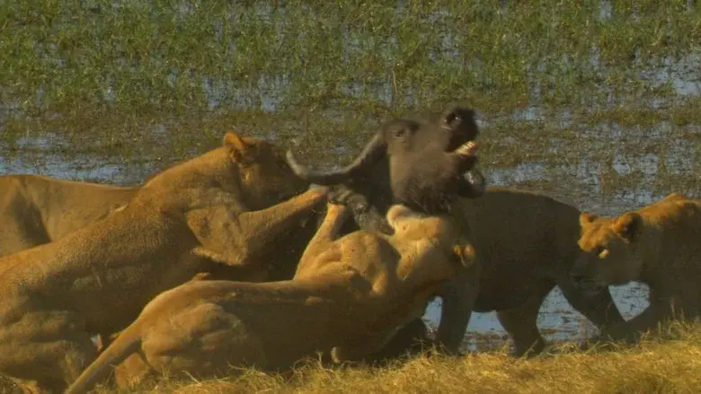 Big Cat Odyssey: Revealed still 1