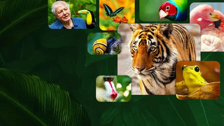 Attenborough's Life in Colour still 2