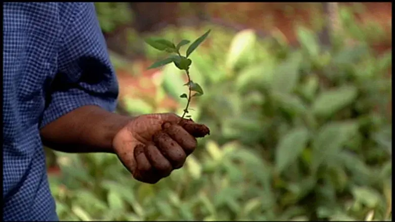 Taking Root: The Vision of Wangari Maathai still 2