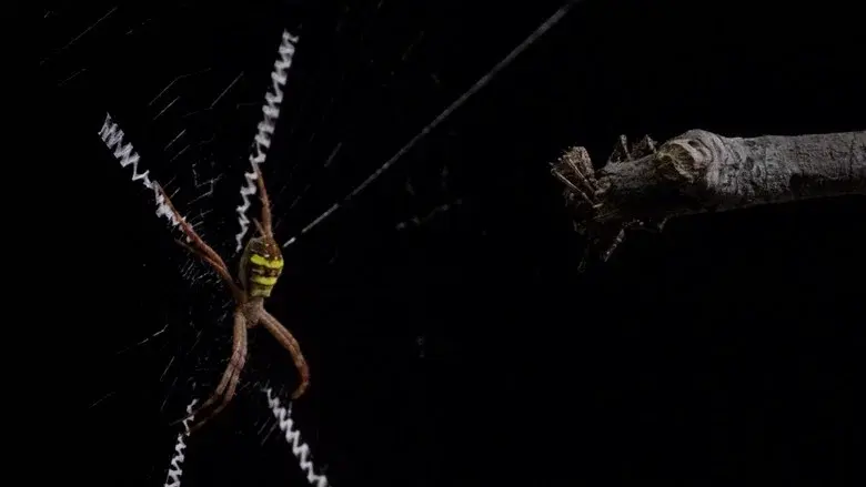 Micro Monsters with David Attenborough still 4