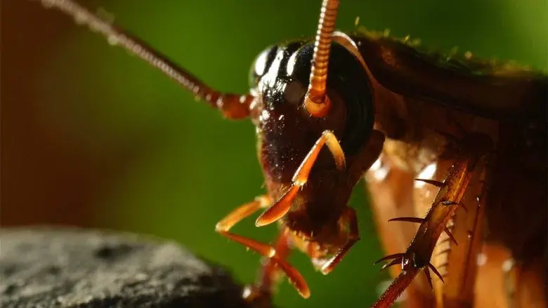 Micro Monsters with David Attenborough still 2