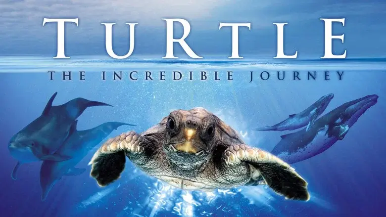 Turtle: The Incredible Journey still 1
