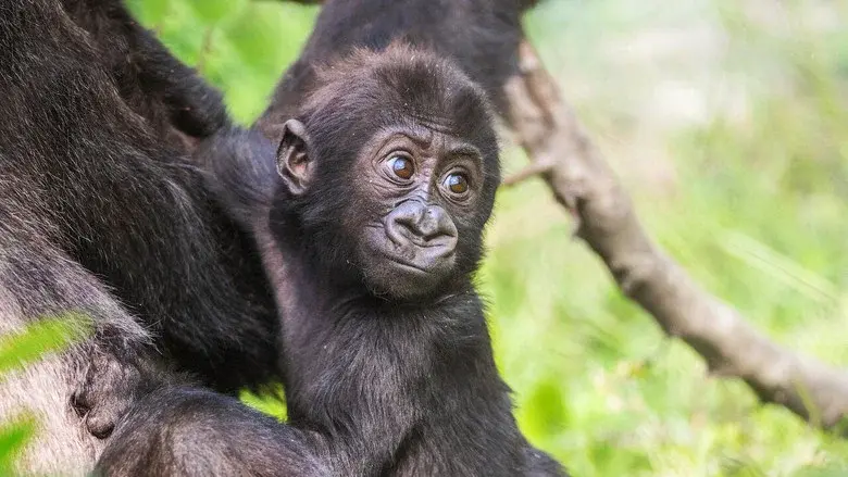Baby Gorilla Cam still 1