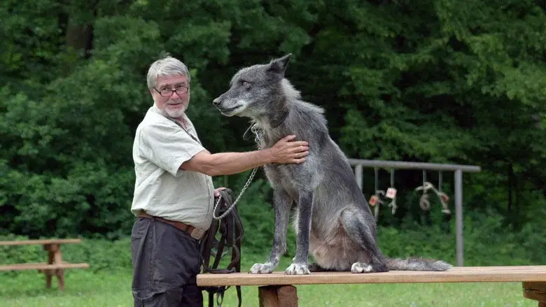 Wolves Return still 1
